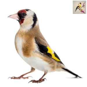 Carduelis Carduelis Tschusii - Corsicana