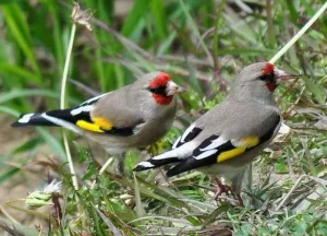 LE-CHARDONNERET-DE-LHIMALAYA