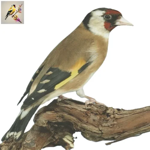 Carduelis Carduelis Tschusii - Corsicana